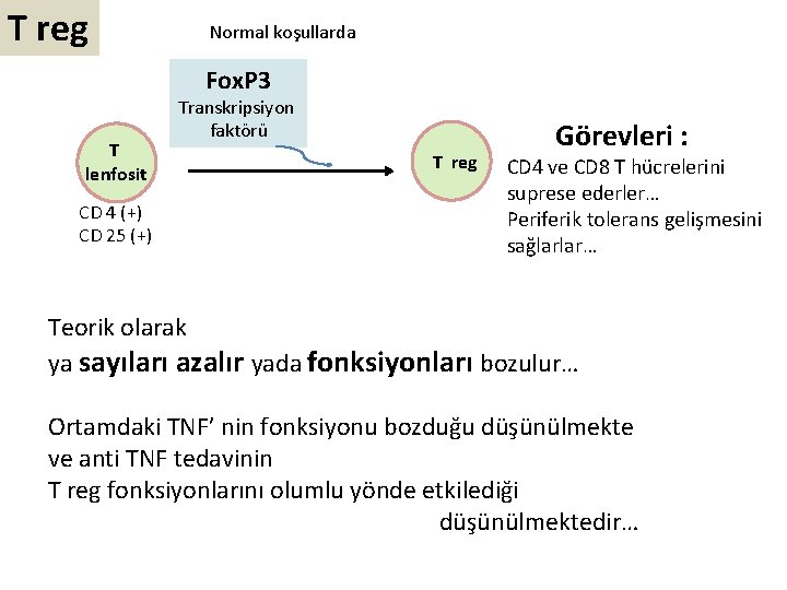 T reg Normal koşullarda Fox. P 3 T lenfosit CD 4 (+) CD 25