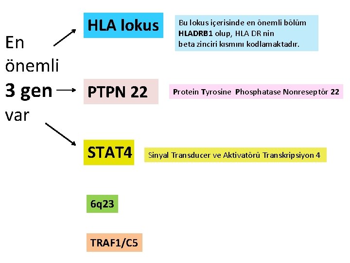 En önemli 3 gen HLA lokus PTPN 22 Bu lokus içerisinde en önemli bölüm