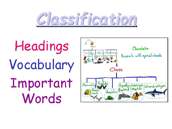 Classification Headings Vocabulary Important Words 