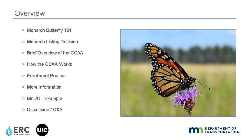 Overview > Monarch Butterfly 101 > Monarch Listing Decision > Brief Overview of the