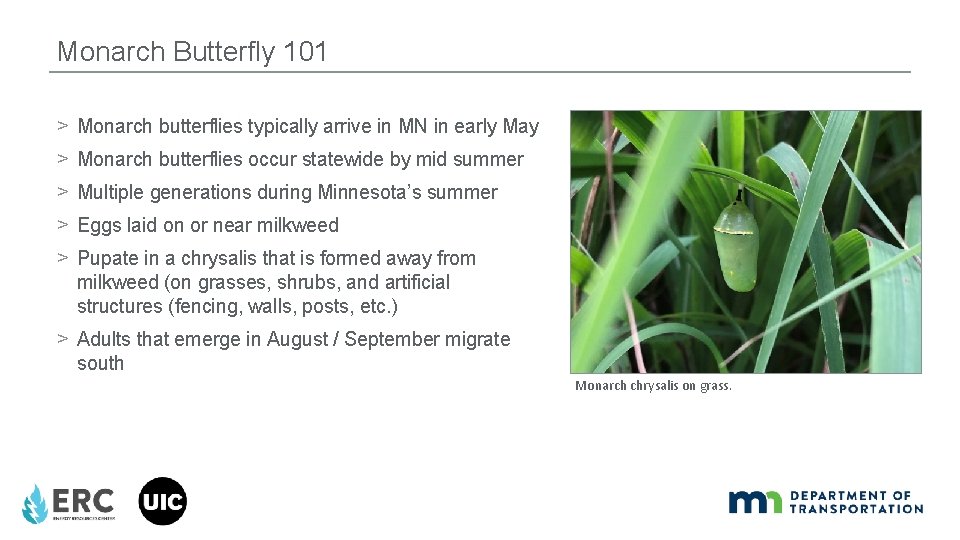 Monarch Butterfly 101 > Monarch butterflies typically arrive in MN in early May >