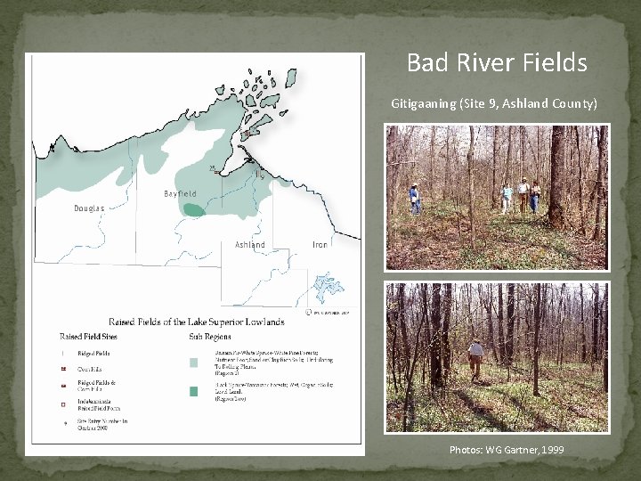 Bad River Fields Gitigaaning (Site 9, Ashland County) Photos: WG Gartner, 1999 