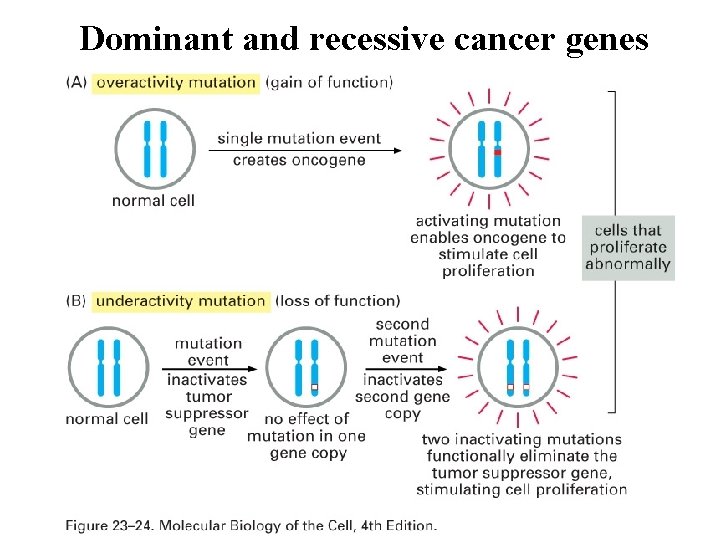 Dominant and recessive cancer genes 