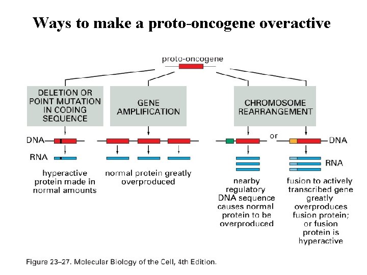 Ways to make a proto-oncogene overactive 