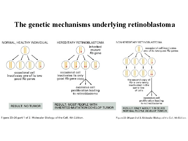 The genetic mechanisms underlying retinoblastoma 