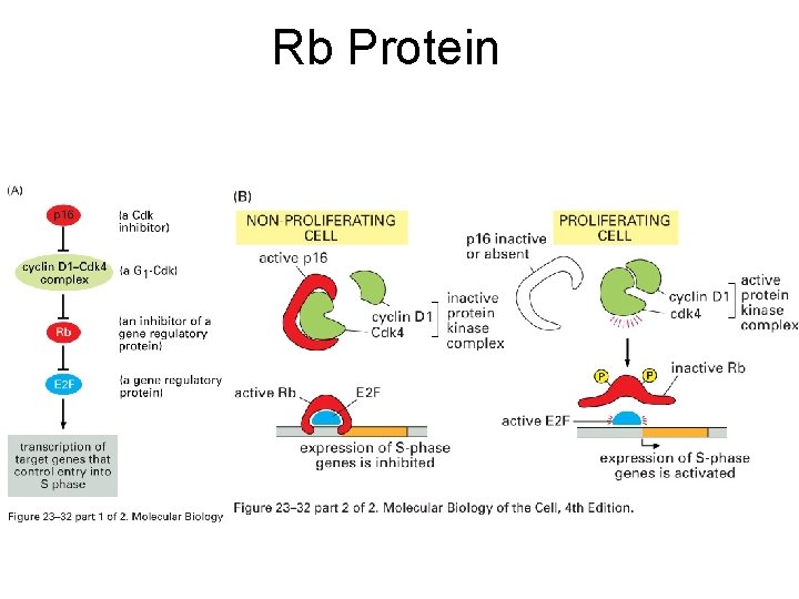 Rb Protein 