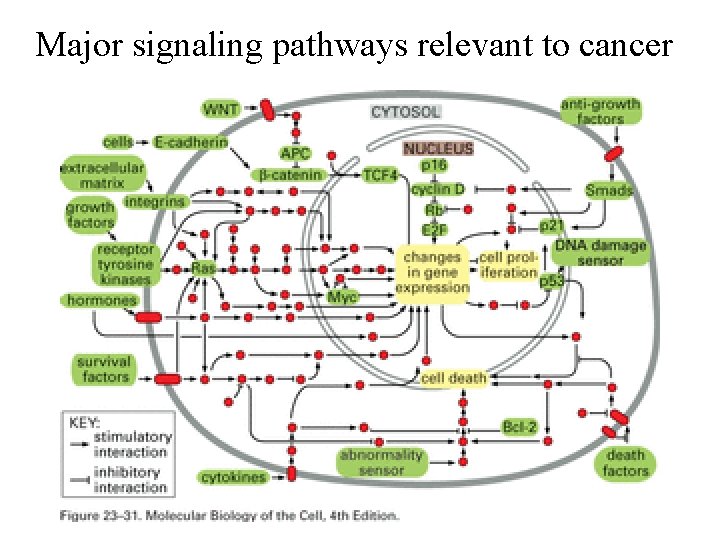 Major signaling pathways relevant to cancer 