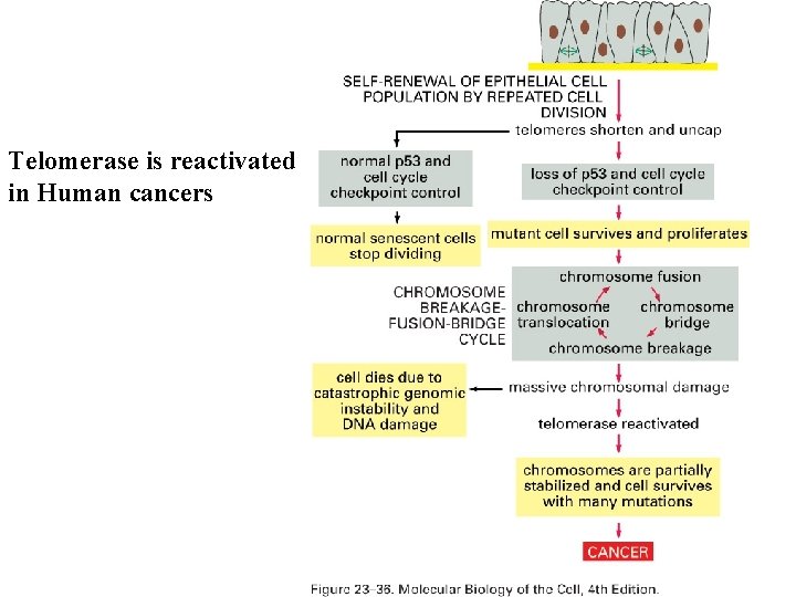 Telomerase is reactivated in Human cancers 