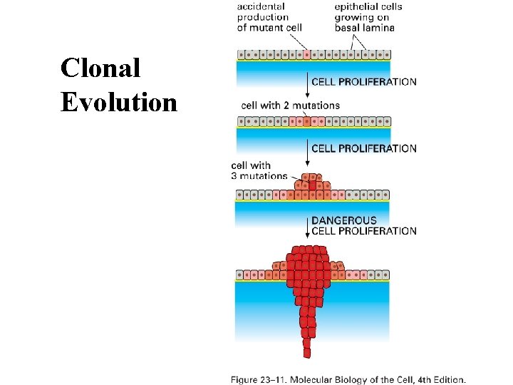 Clonal Evolution 
