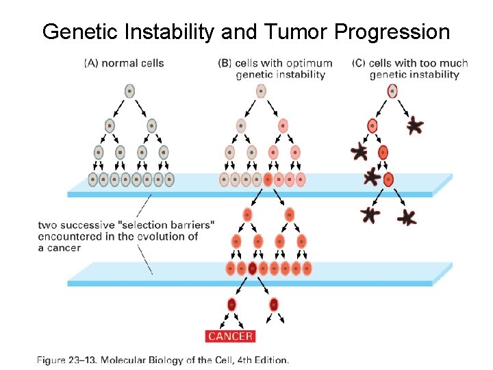 Genetic Instability and Tumor Progression 