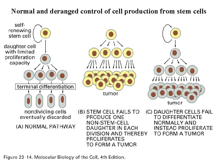 Normal and deranged control of cell production from stem cells 