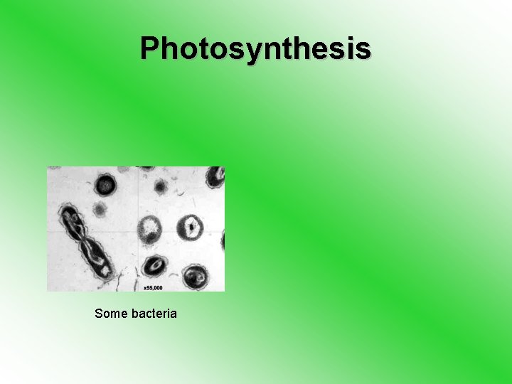 Photosynthesis Some bacteria 