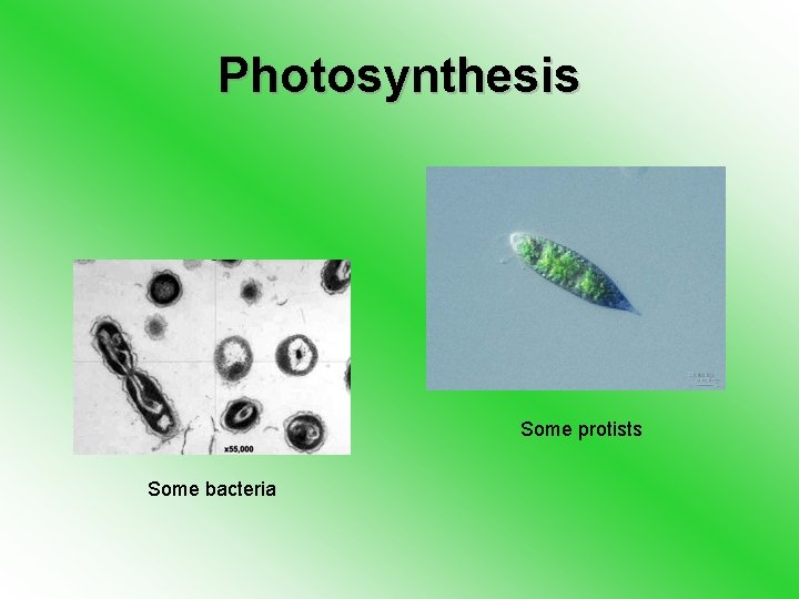 Photosynthesis Some protists Some bacteria 