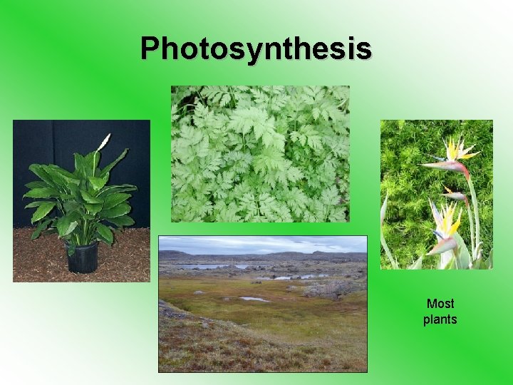 Photosynthesis Most plants 