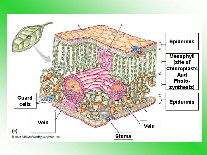 Epidermis Mesophyll (site of Chloroplasts And Photosynthesis) Guard cells Epidermis Vein Stoma 