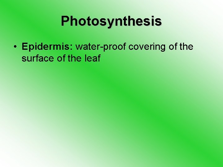 Photosynthesis • Epidermis: water-proof covering of the surface of the leaf 