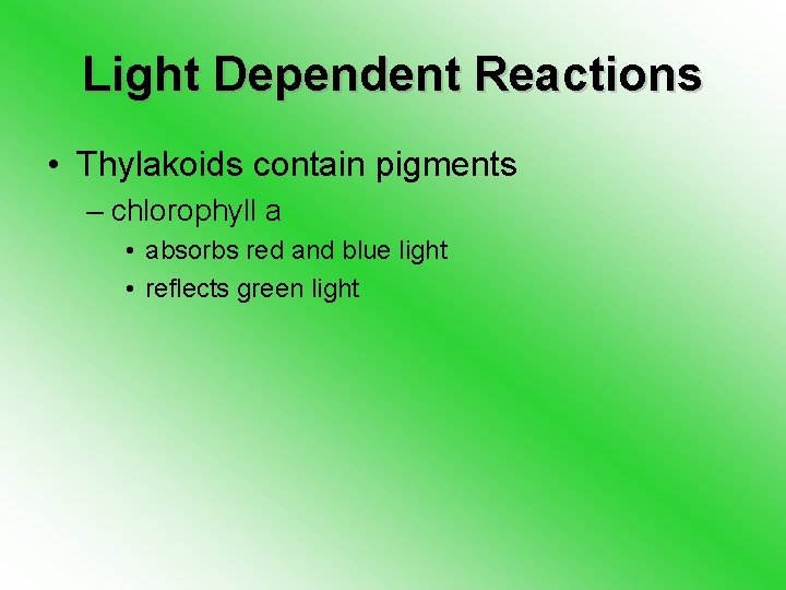 Light Dependent Reactions • Thylakoids contain pigments – chlorophyll a • absorbs red and