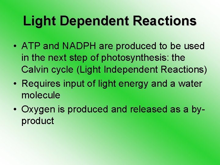 Light Dependent Reactions • ATP and NADPH are produced to be used in the