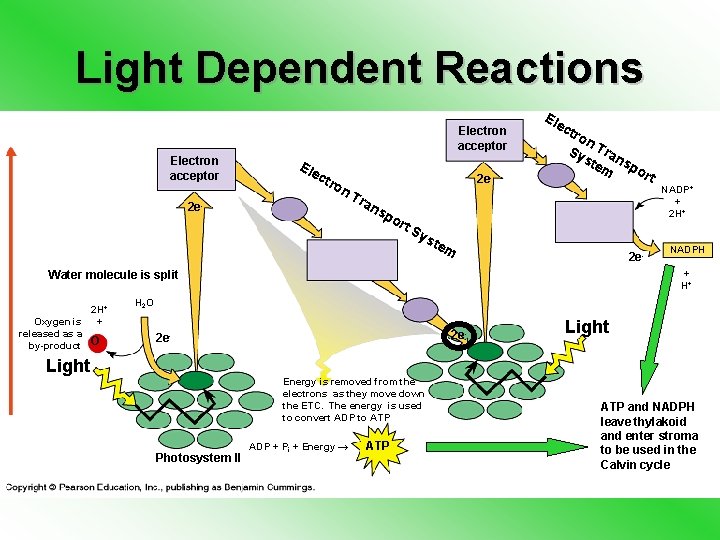 Light Dependent Reactions Electron acceptor Ele ctr on 2 e- Tra ns 2 e-