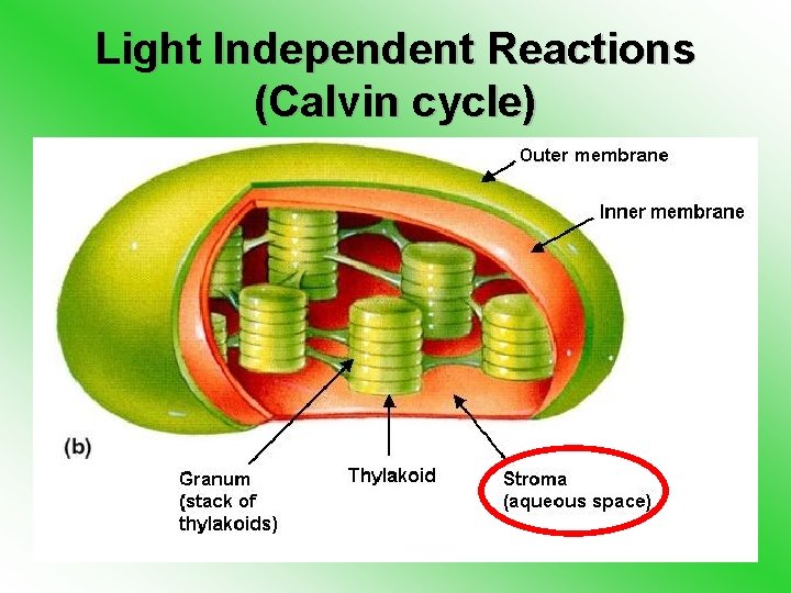 Light Independent Reactions (Calvin cycle) 