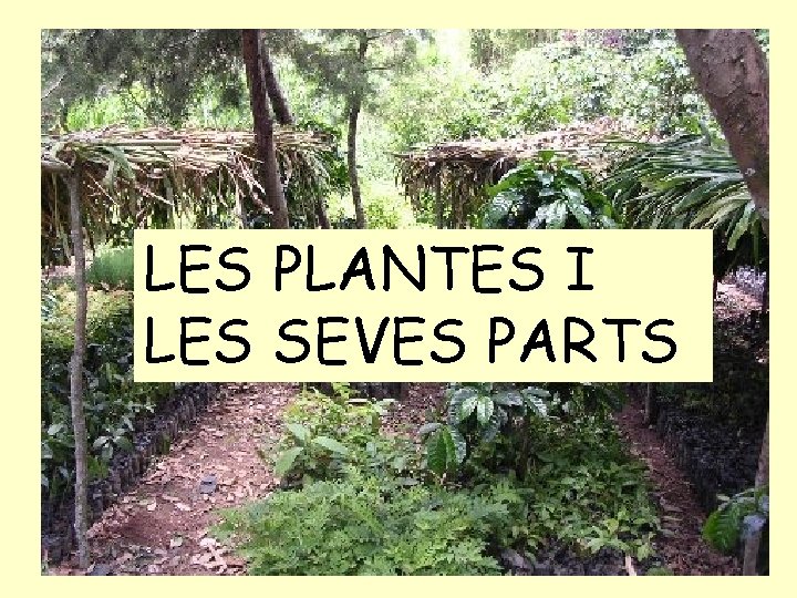 LES PLANTES I LES SEVES PARTS 