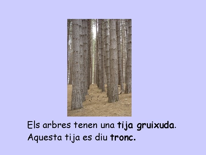 Els arbres tenen una tija gruixuda. Aquesta tija es diu tronc. 