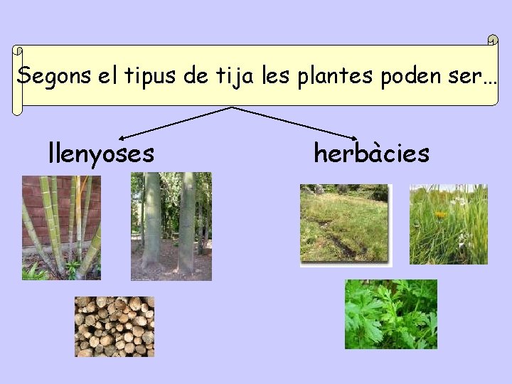 Segons el tipus de tija les plantes poden ser… llenyoses herbàcies 