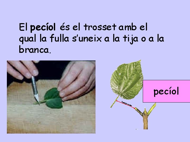 El pecíol és el trosset amb el qual la fulla s’uneix a la tija