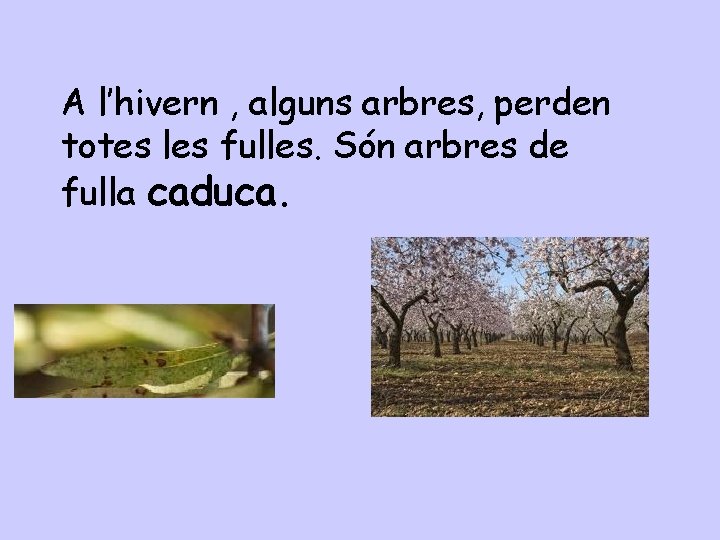 A l’hivern , alguns arbres, perden totes les fulles. Són arbres de fulla caduca.