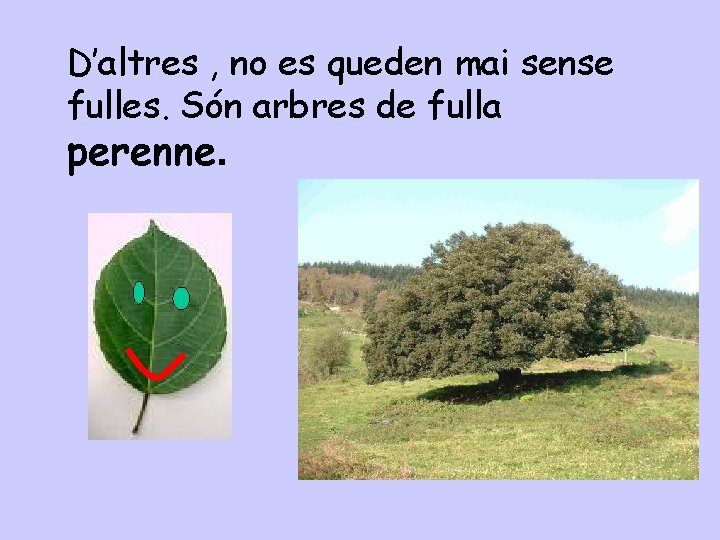 D’altres , no es queden mai sense fulles. Són arbres de fulla perenne. 