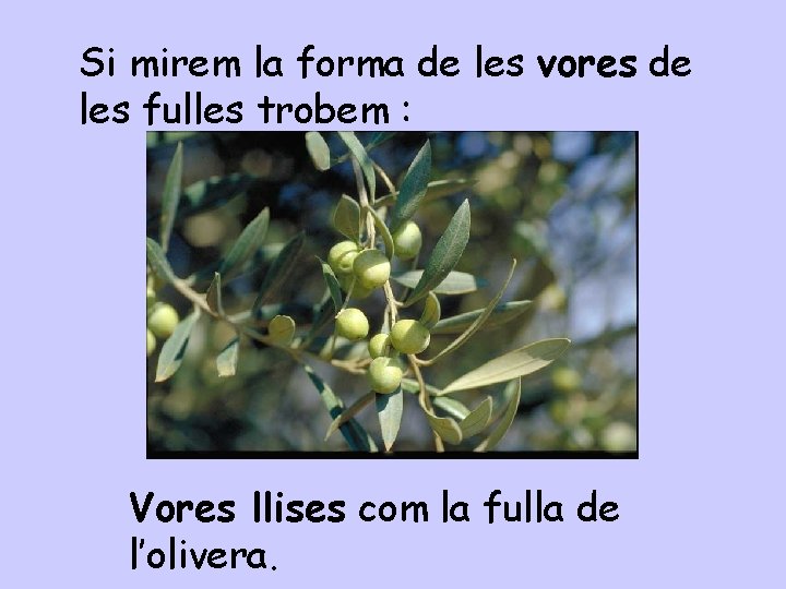 Si mirem la forma de les vores de les fulles trobem : Vores llises