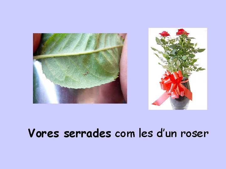 Vores serrades com les d’un roser 