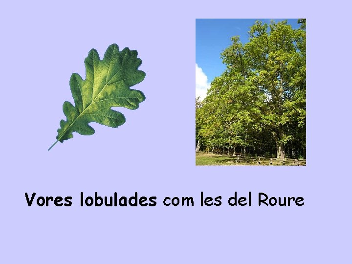 Vores lobulades com les del Roure 