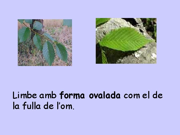 Limbe amb forma ovalada com el de la fulla de l’om. 