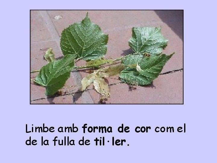 Limbe amb forma de cor com el de la fulla de til·ler. 