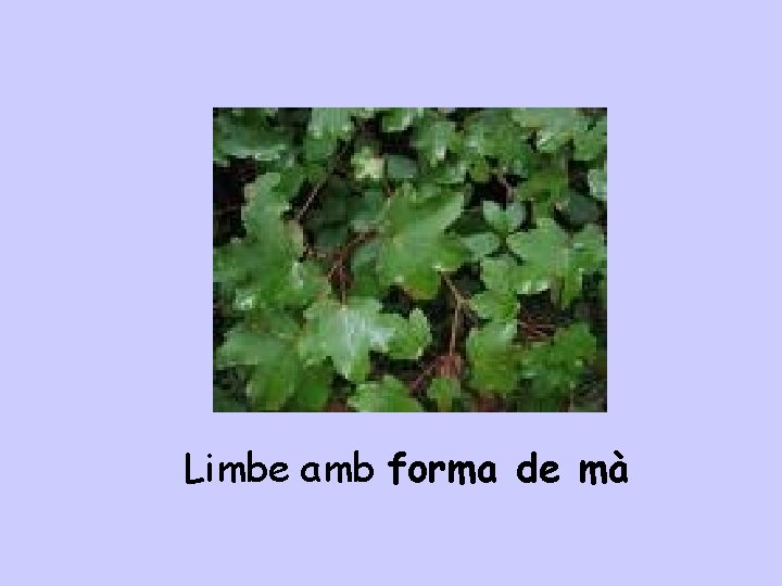 Limbe amb forma de mà 