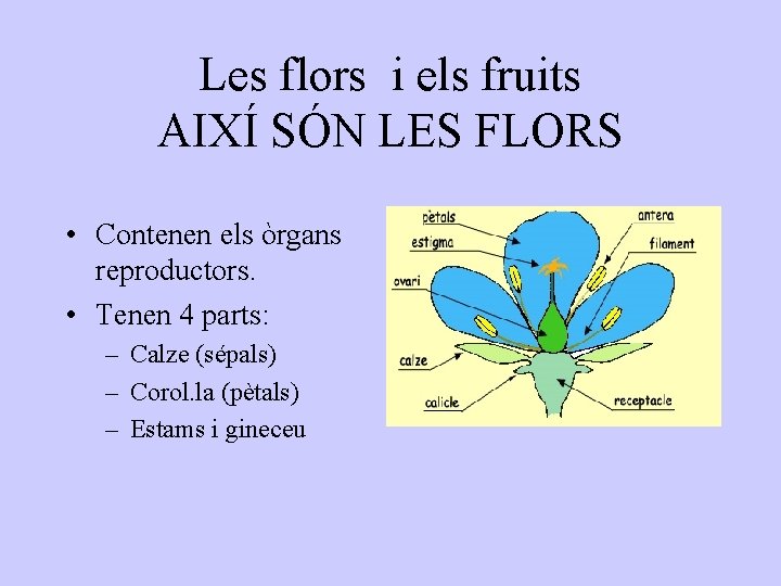 Les flors i els fruits AIXÍ SÓN LES FLORS • Contenen els òrgans reproductors.