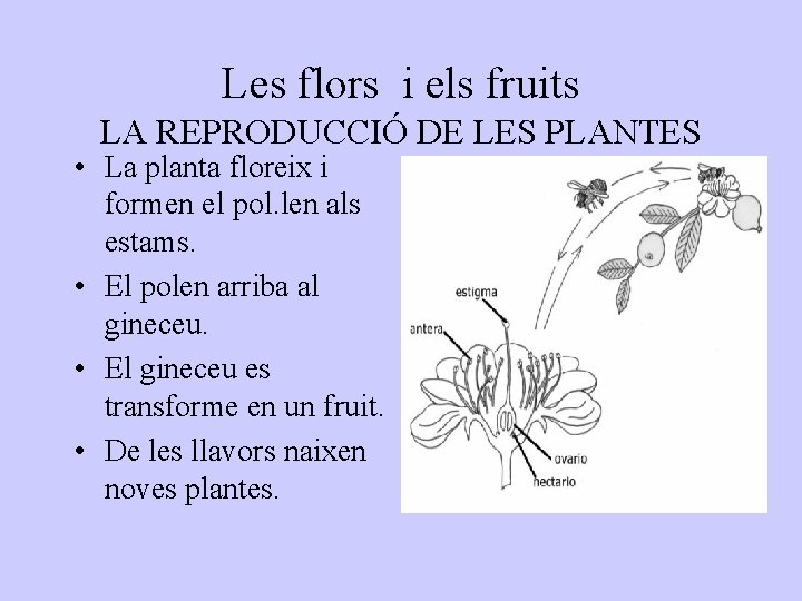 Les flors i els fruits LA REPRODUCCIÓ DE LES PLANTES • La planta floreix