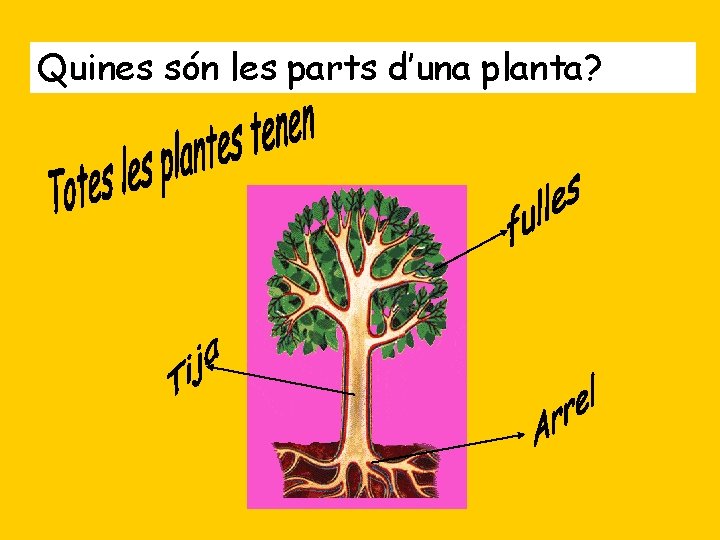 Quines són les parts d’una planta? 