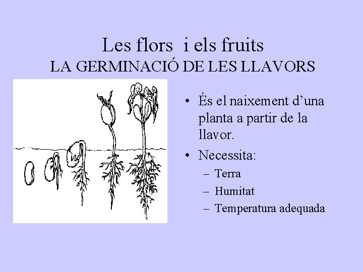 Les flors i els fruits LA GERMINACIÓ DE LES LLAVORS • És el naixement