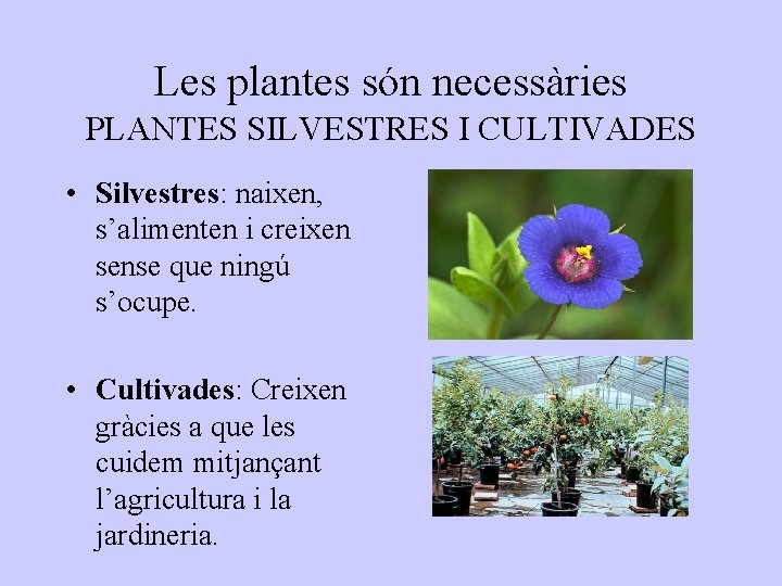 Les plantes són necessàries PLANTES SILVESTRES I CULTIVADES • Silvestres: naixen, s’alimenten i creixen