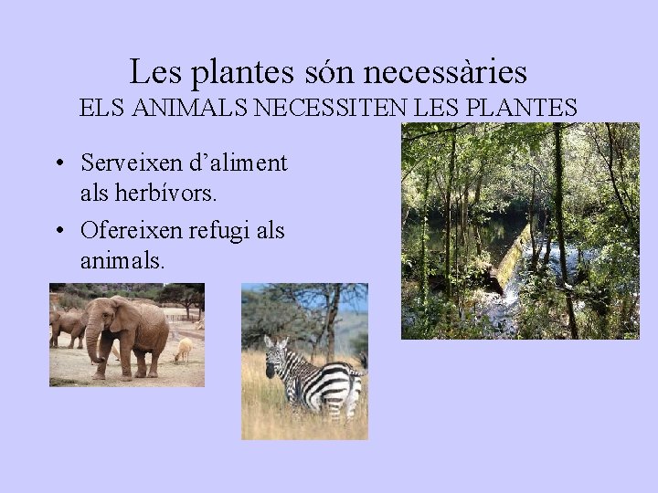 Les plantes són necessàries ELS ANIMALS NECESSITEN LES PLANTES • Serveixen d’aliment als herbívors.