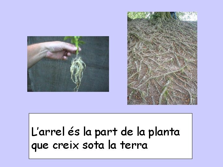 L’arrel és la part de la planta que creix sota la terra 