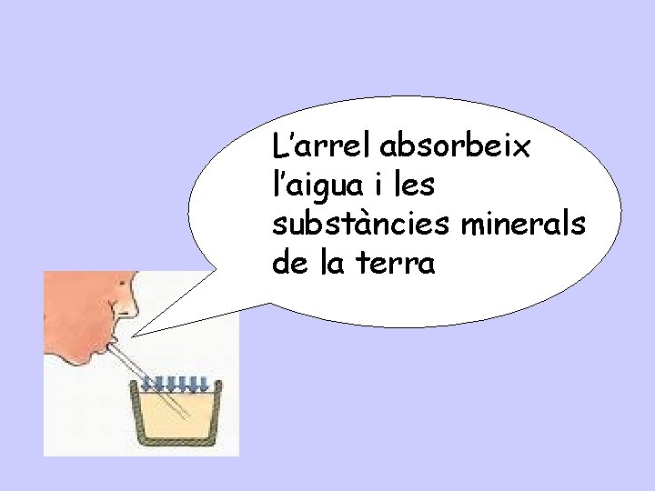 L’arrel absorbeix l’aigua i les substàncies minerals de la terra 