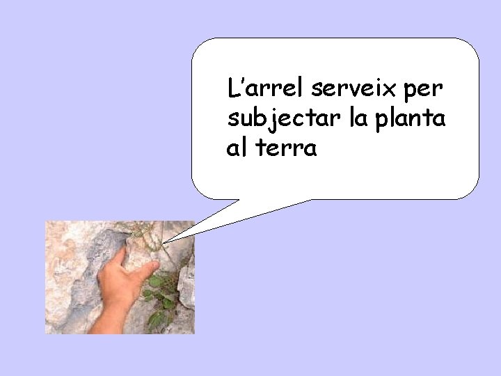 L’arrel serveix per subjectar la planta al terra 