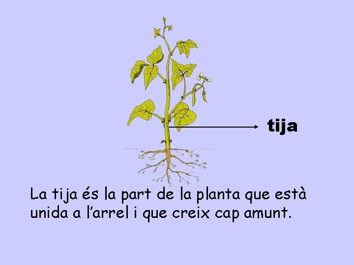 tija La tija és la part de la planta que està unida a l’arrel