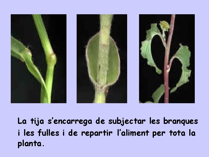 La tija s’encarrega de subjectar les branques i les fulles i de repartir l’aliment