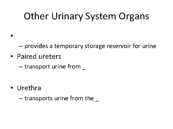 Other Urinary System Organs • – provides a temporary storage reservoir for urine •