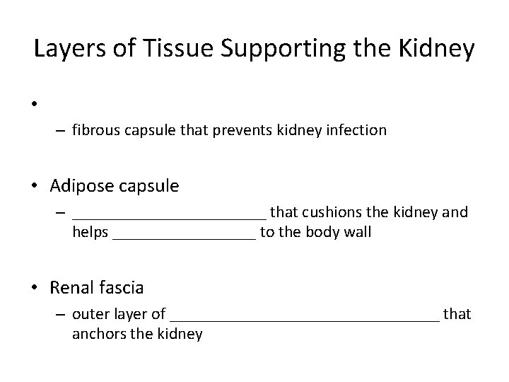 Layers of Tissue Supporting the Kidney • – fibrous capsule that prevents kidney infection