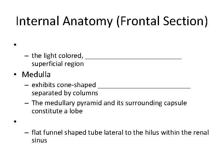 Internal Anatomy (Frontal Section) • – the light colored, _____________ superficial region • Medulla